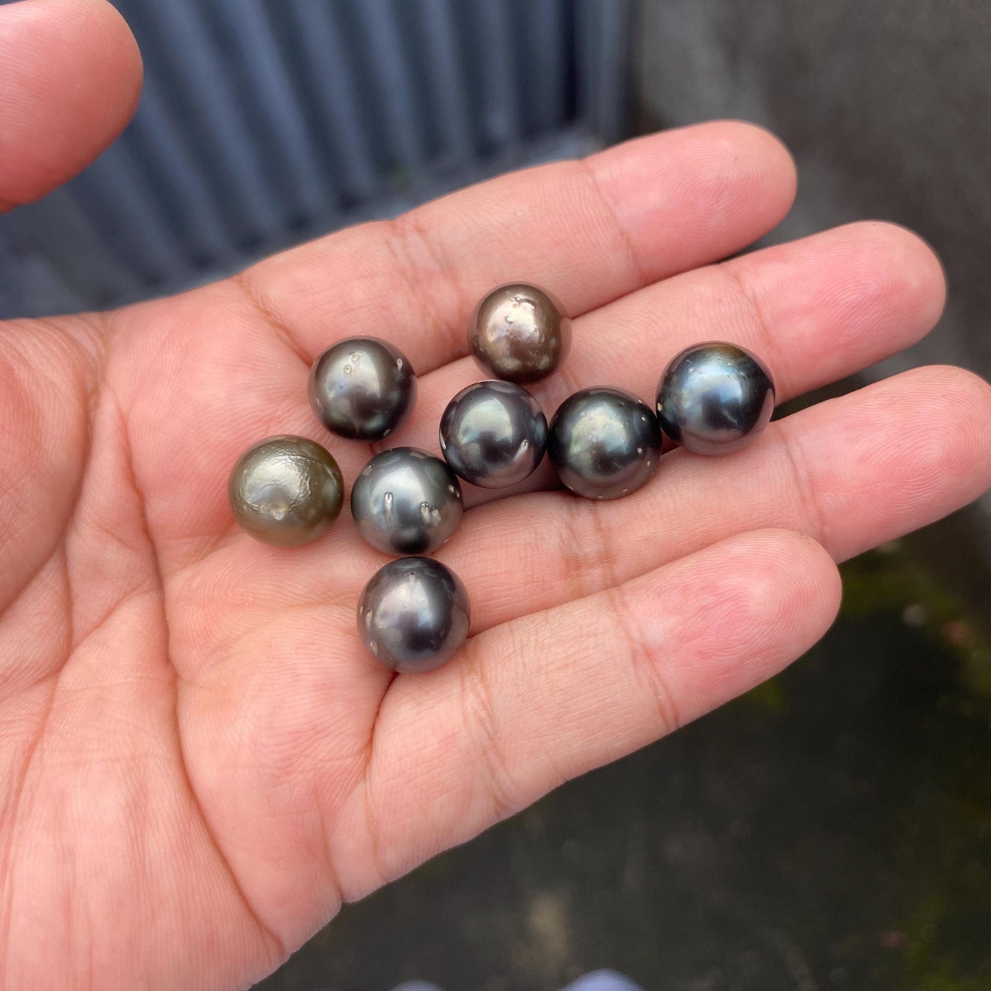 8 Pieces 12-12.5mm Loose South Sea Pearl Seawater Pearl Beads Black Pearl (Blk-2) BoZorX