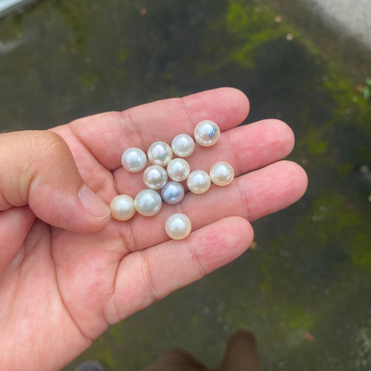 24 Pieces Loose South Sea Pearl Seawater Pearl Beads Sea Pearl (Ms-001) BoZorX