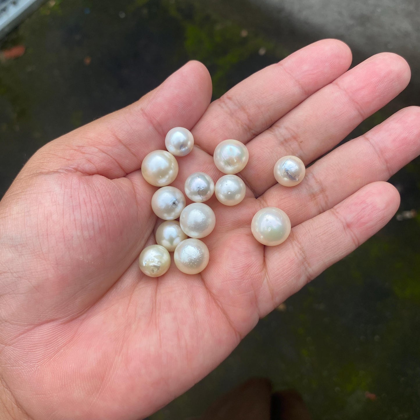 24 Pieces Loose South Sea Pearl Seawater Pearl Beads Sea Pearl (Ms-001)