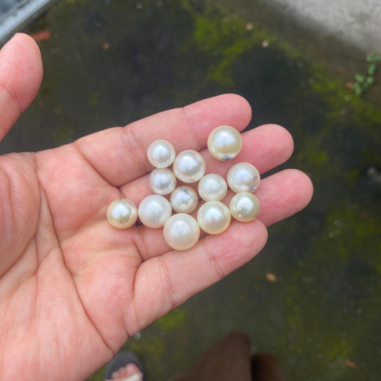 24 Pieces Loose South Sea Pearl Seawater Pearl Beads Sea Pearl (Ms-001)