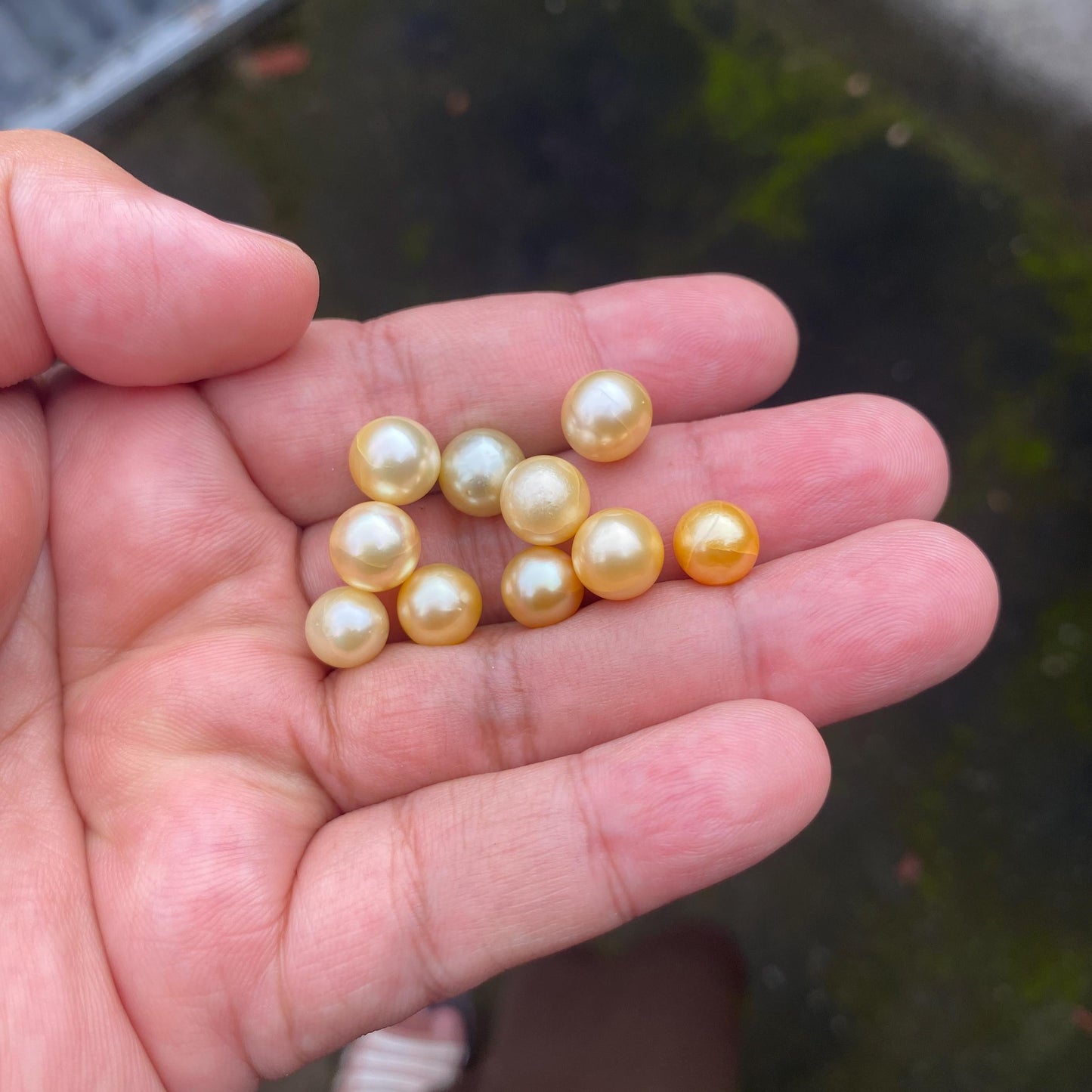 28 Pieces Loose South Sea Pearl Seawater Pearl Beads Sea Pearl Crack (Crk)