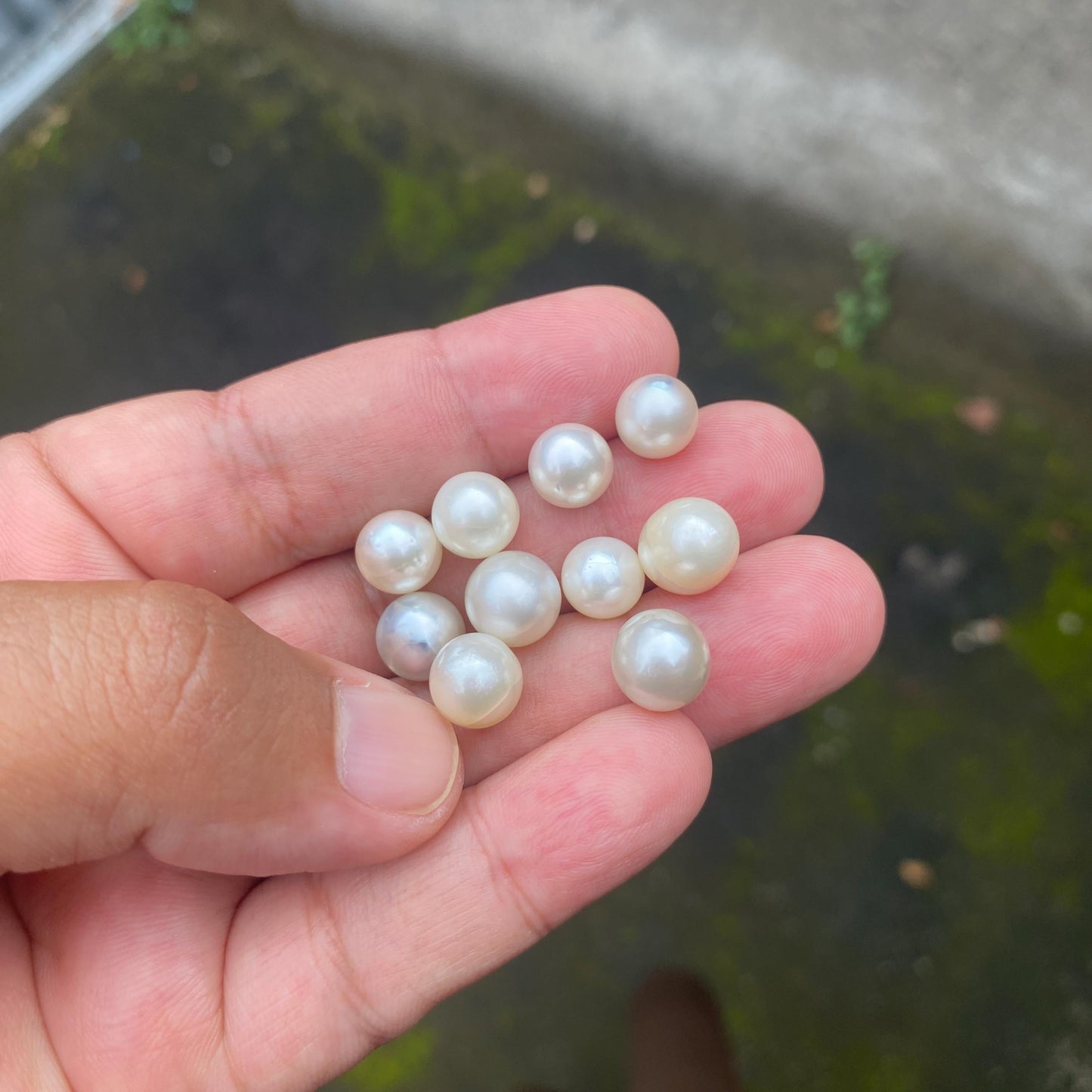 28 Pieces Loose South Sea Pearl Seawater Pearl Beads Sea Pearl Crack (Crk) BoZorX