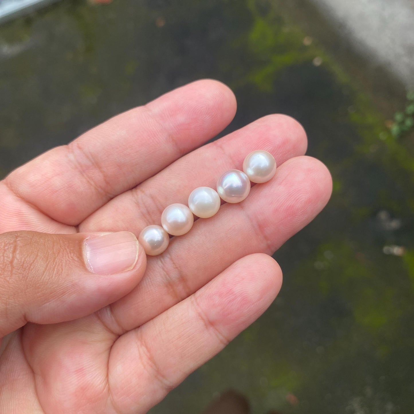 5 Pieces 8-9mm Loose South Sea Pearl Seawater Pearl Beads Sea Pearl (Amr-2)