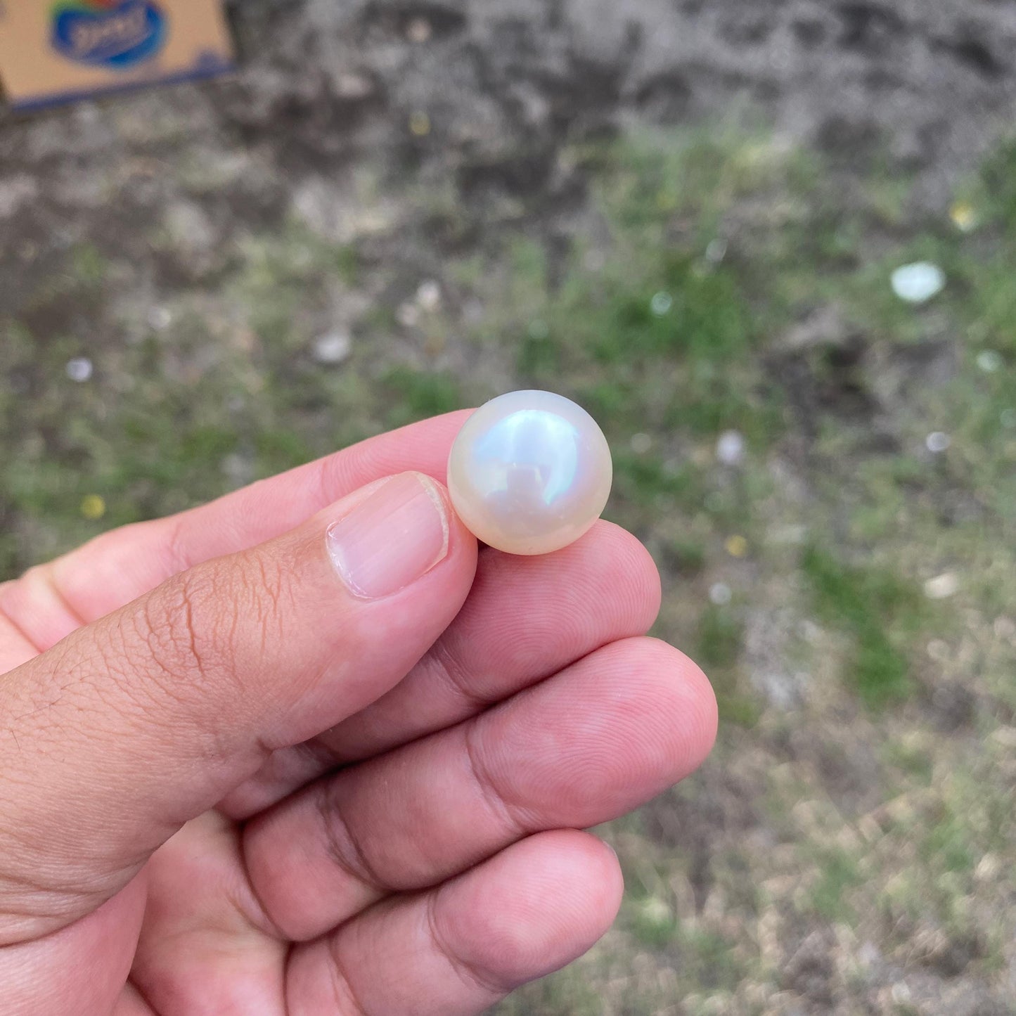 BIG SIZE High Grade Limited South Sea Pearl Seawater Pearl Saltwater Pearl Undrilled F2