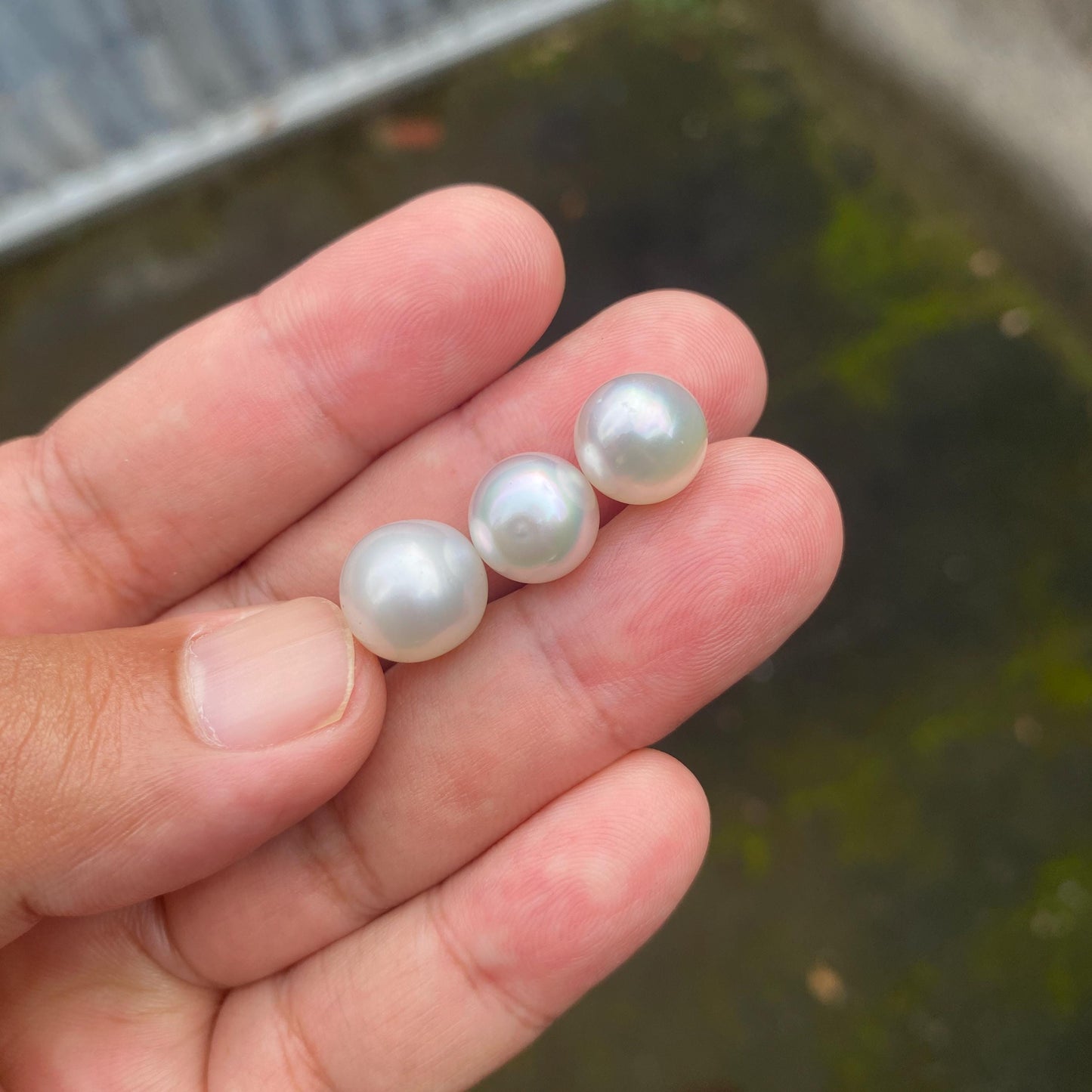 3 Pieces 10.5-11.5mm Loose South Sea Pearl Seawater Pearl Beads Sea Pearl (Amr-1)