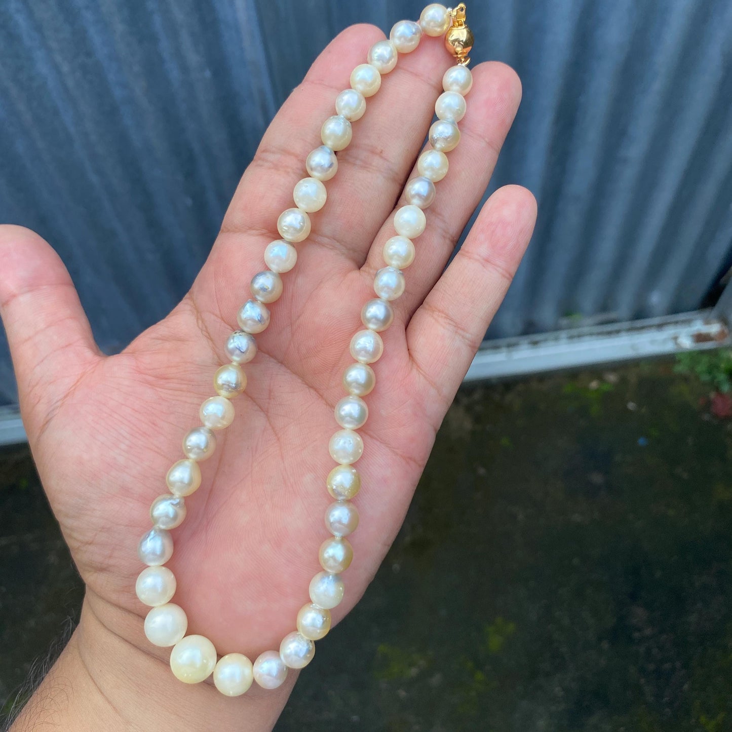 South Sea Pearl Saltwater Seawater Pearl Necklace  (F-15)