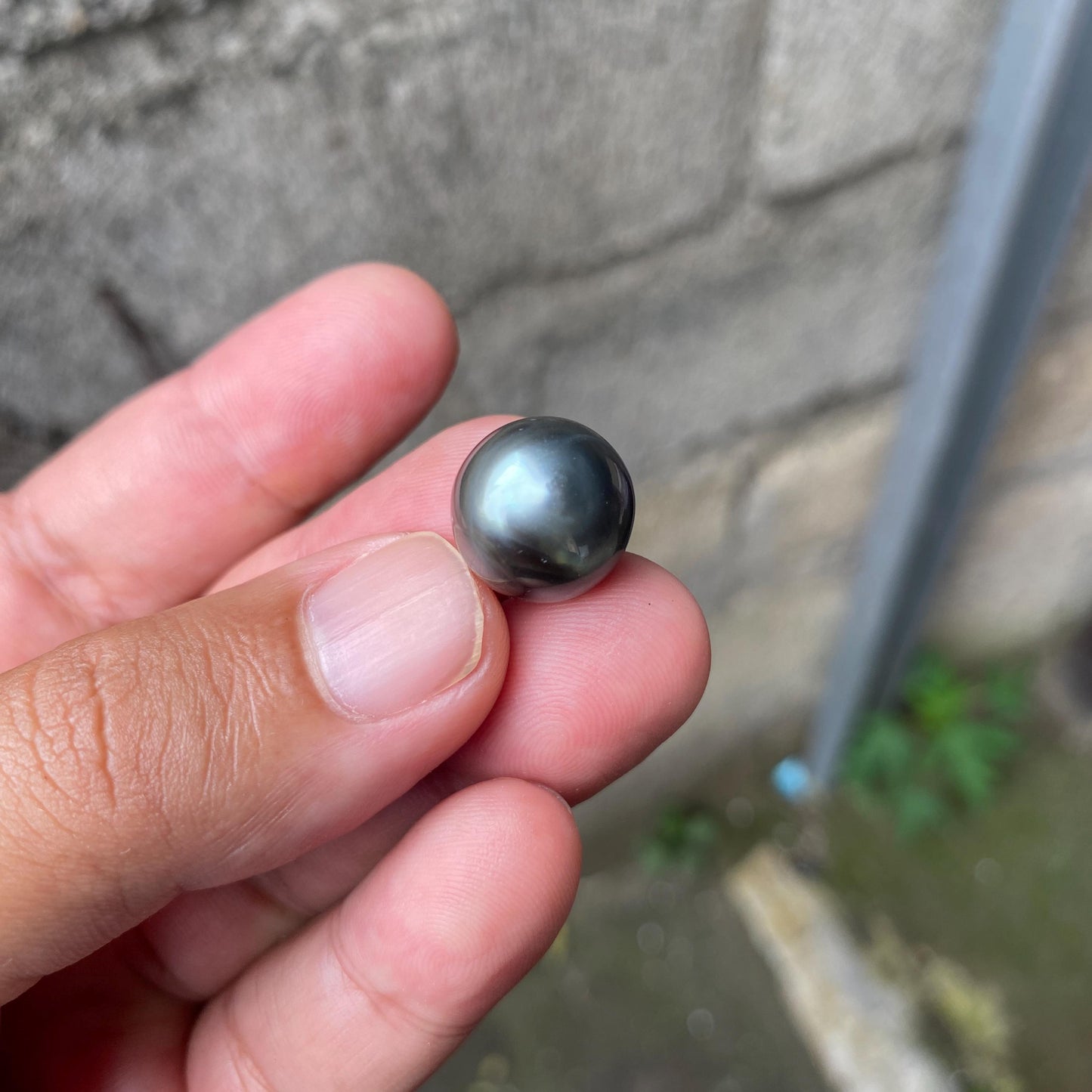 14.5x14mm Loose South Sea Pearl Seawater Pearl Beads Black Pearl (BP-3)