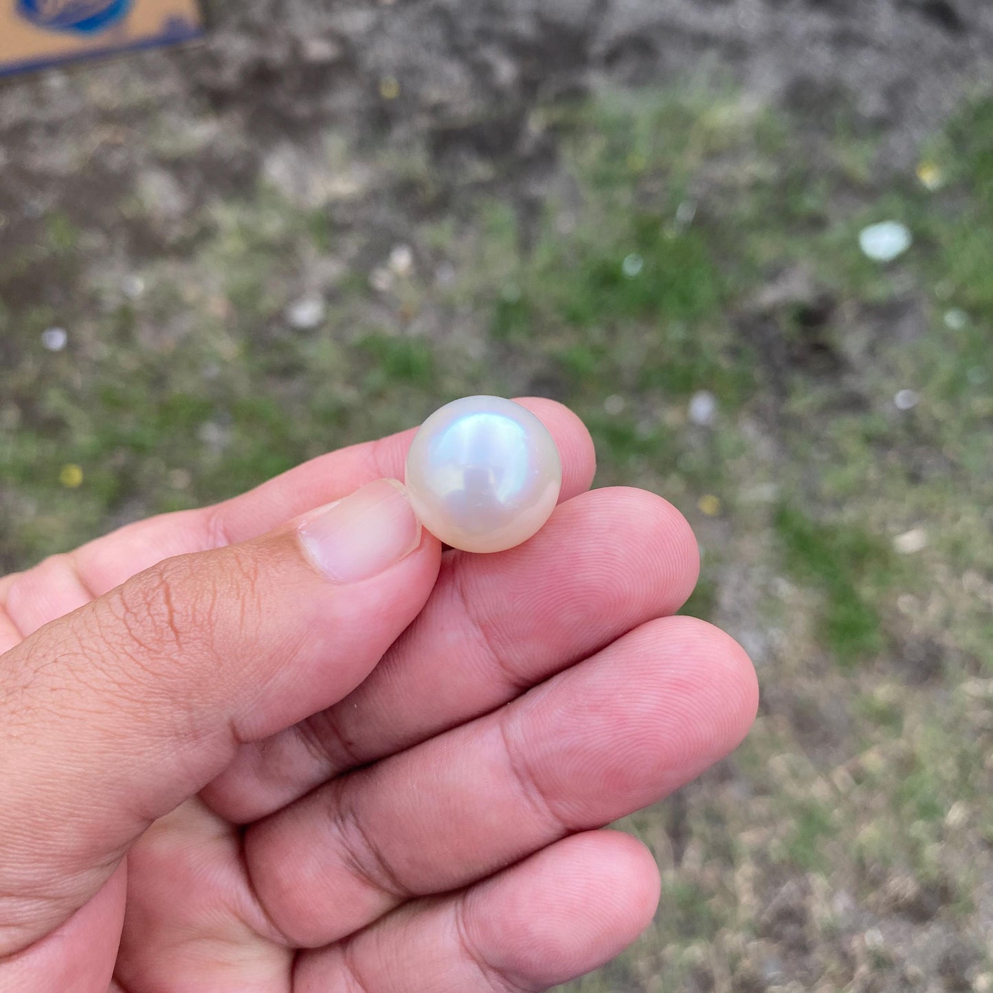 BIG SIZE High Grade Limited South Sea Pearl Seawater Pearl Saltwater Pearl Undrilled F2