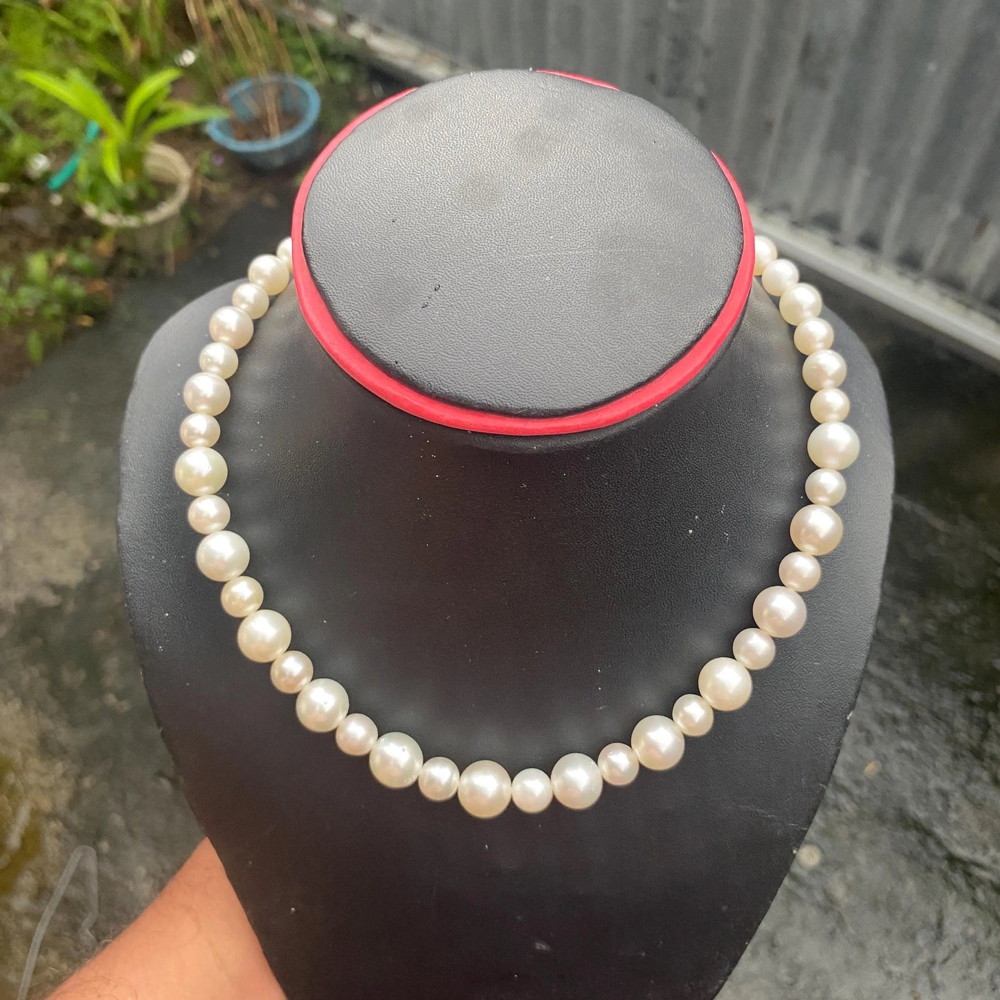 White South Sea Pearl Necklace Saltwater Pearl Necklace Seawater Pearl Necklace (Luster More Than The Photo and Video) (NeW)