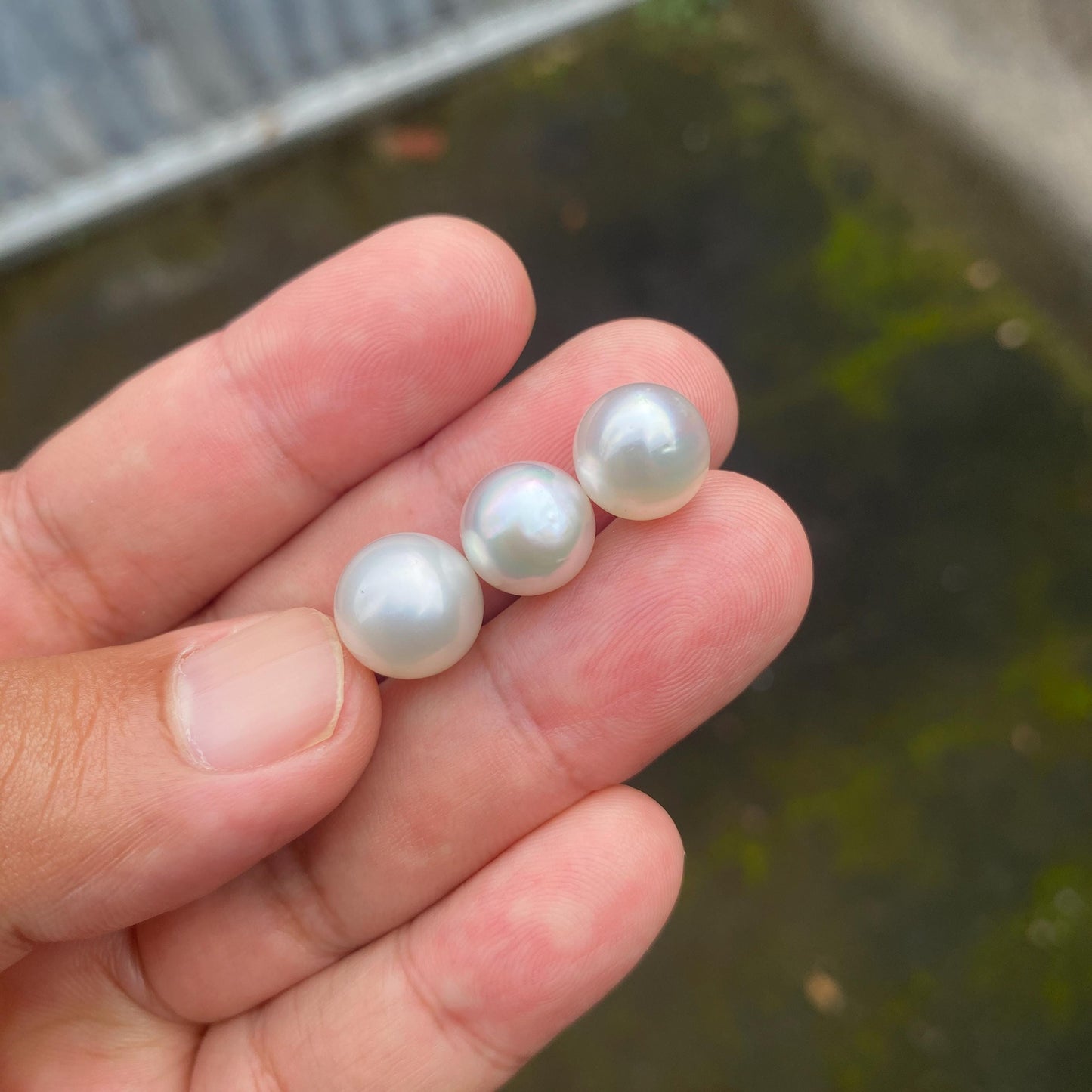 3 Pieces 10.5-11.5mm Loose South Sea Pearl Seawater Pearl Beads Sea Pearl (Amr-1)