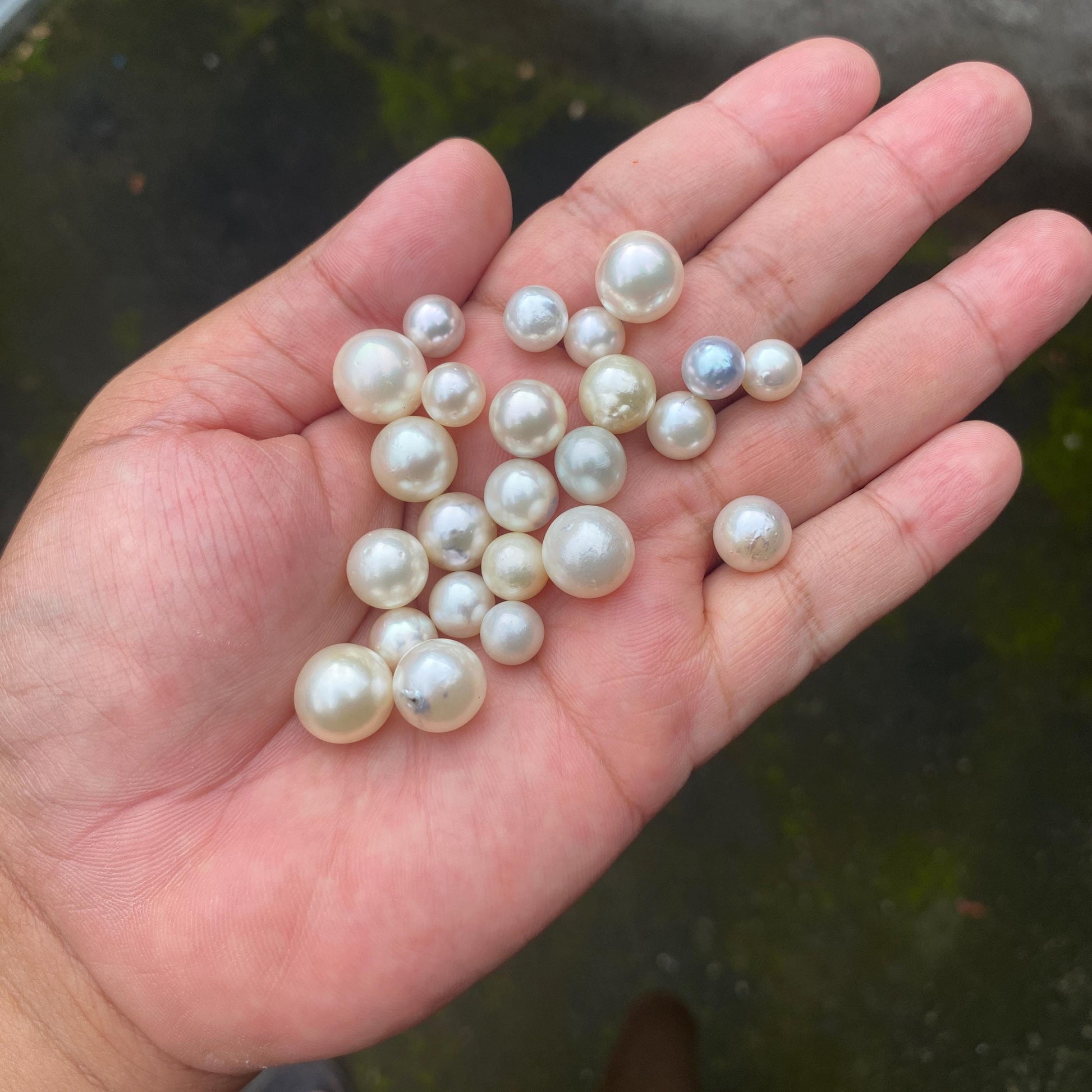 24 Pieces Loose South Sea Pearl Seawater Pearl Beads Sea Pearl (Ms-001) BoZorX