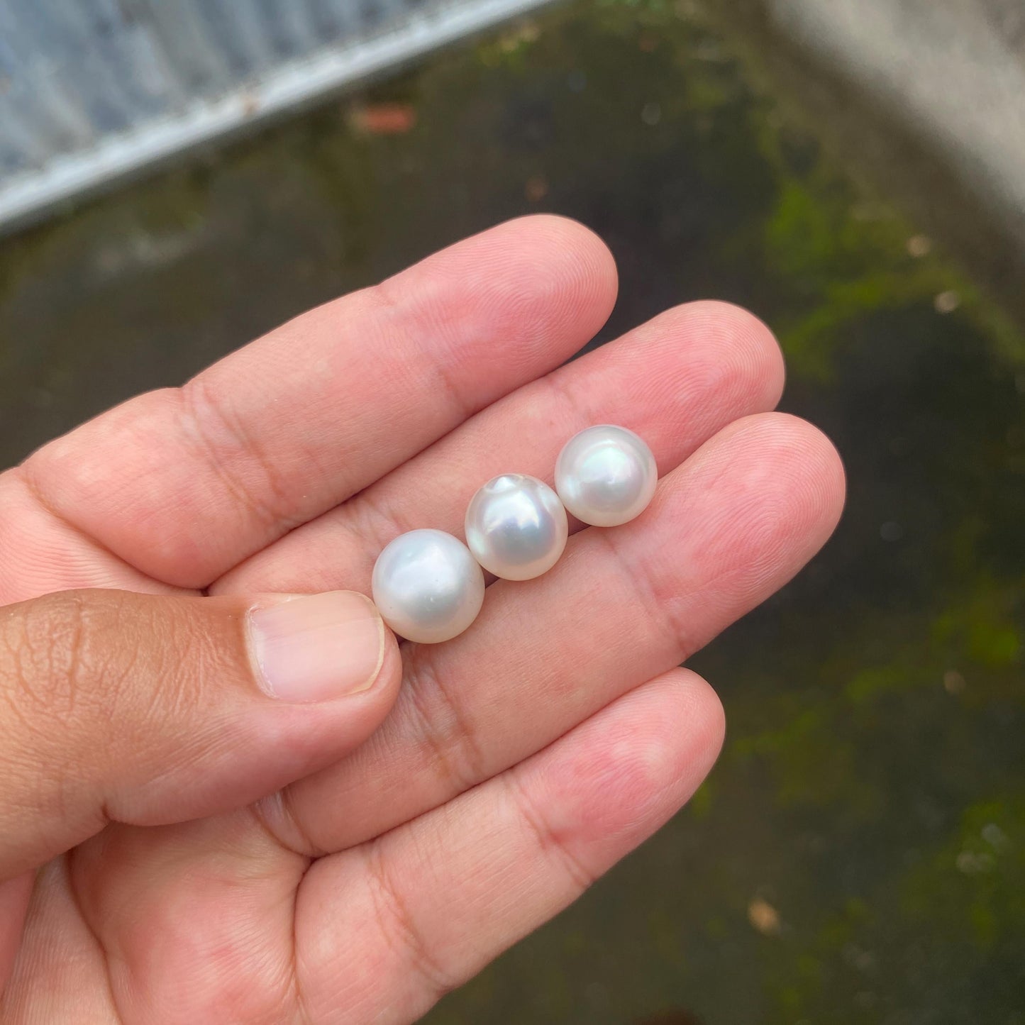 3 Pieces 10.5-11.5mm Loose South Sea Pearl Seawater Pearl Beads Sea Pearl (Amr-1)